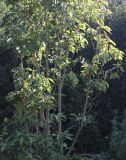 Prunus serrulata. Нижняя часть кроны молодого дерева ('Amanogawa'). Германия, г. Krefeld, ботанический сад. 16.09.2012.