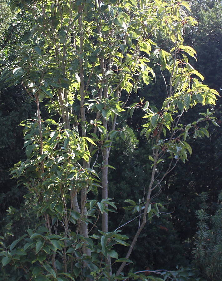 Изображение особи Prunus serrulata.