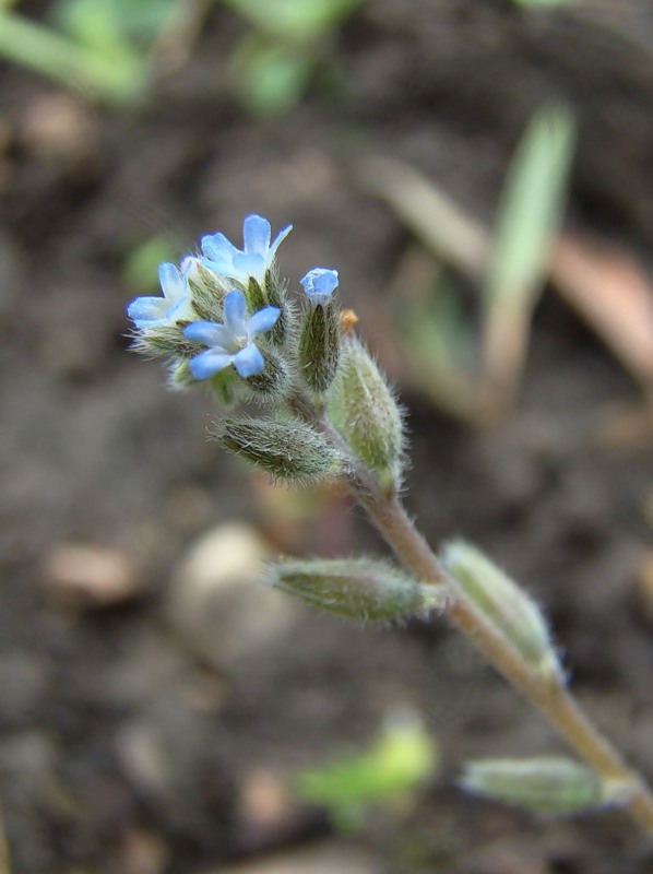 Изображение особи Myosotis micrantha.