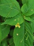 Impatiens parviflora