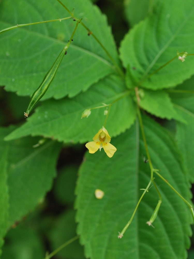 Image of Impatiens parviflora specimen.