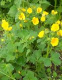 Potentilla megalantha