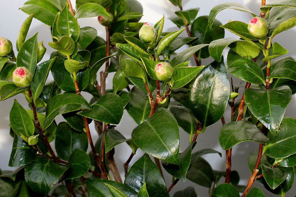 Image of Camellia japonica specimen.