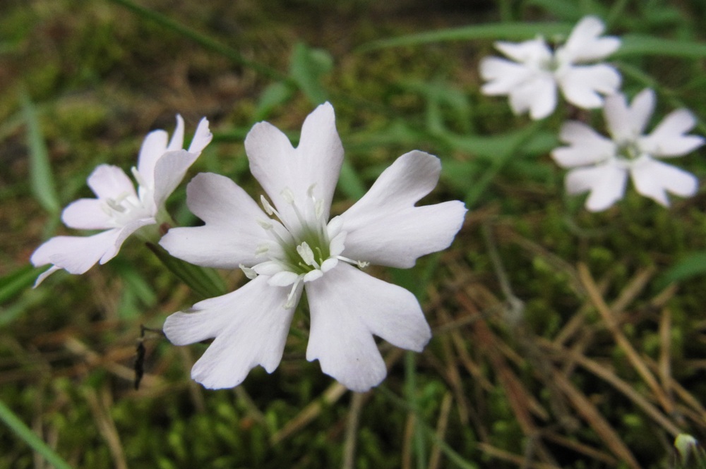 Изображение особи Lychnis sibirica.