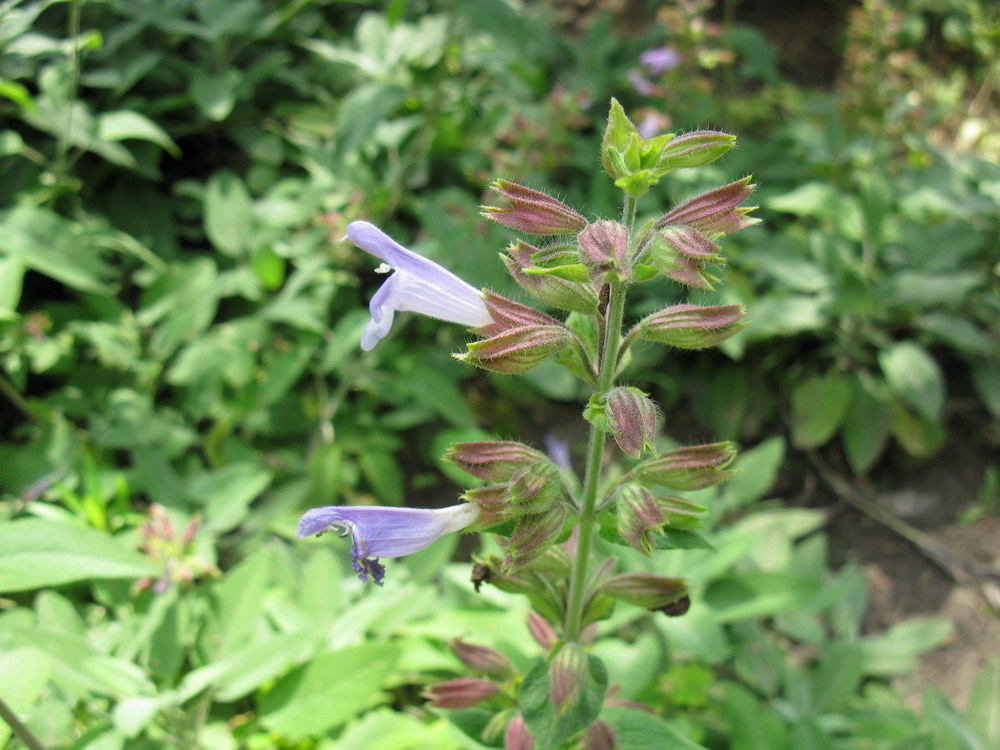 Изображение особи Salvia tomentosa.