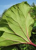 Petasites radiatus