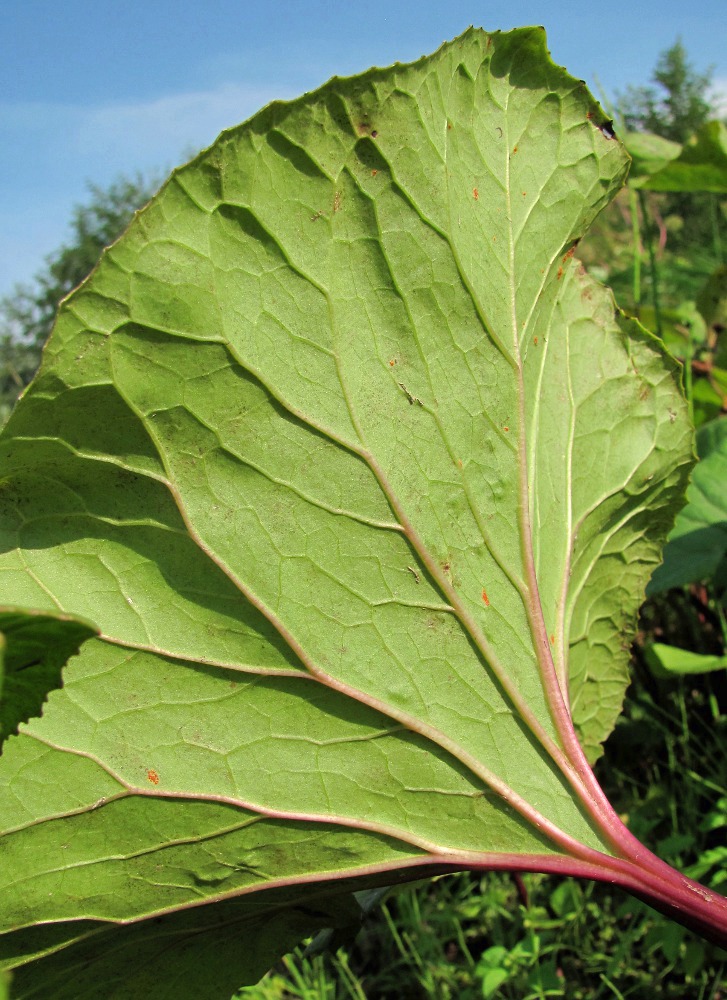 Image of Petasites radiatus specimen.