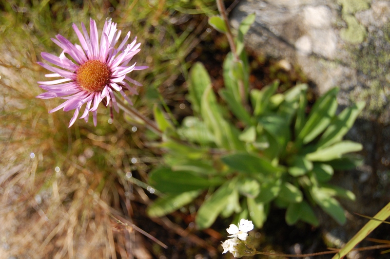 Изображение особи Erigeron venustus.