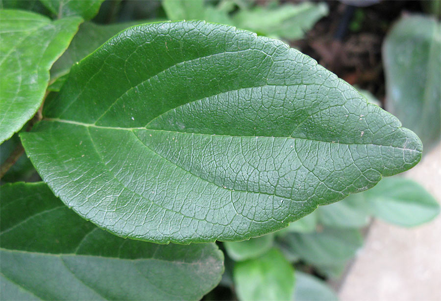 Image of Viburnum suspensum specimen.