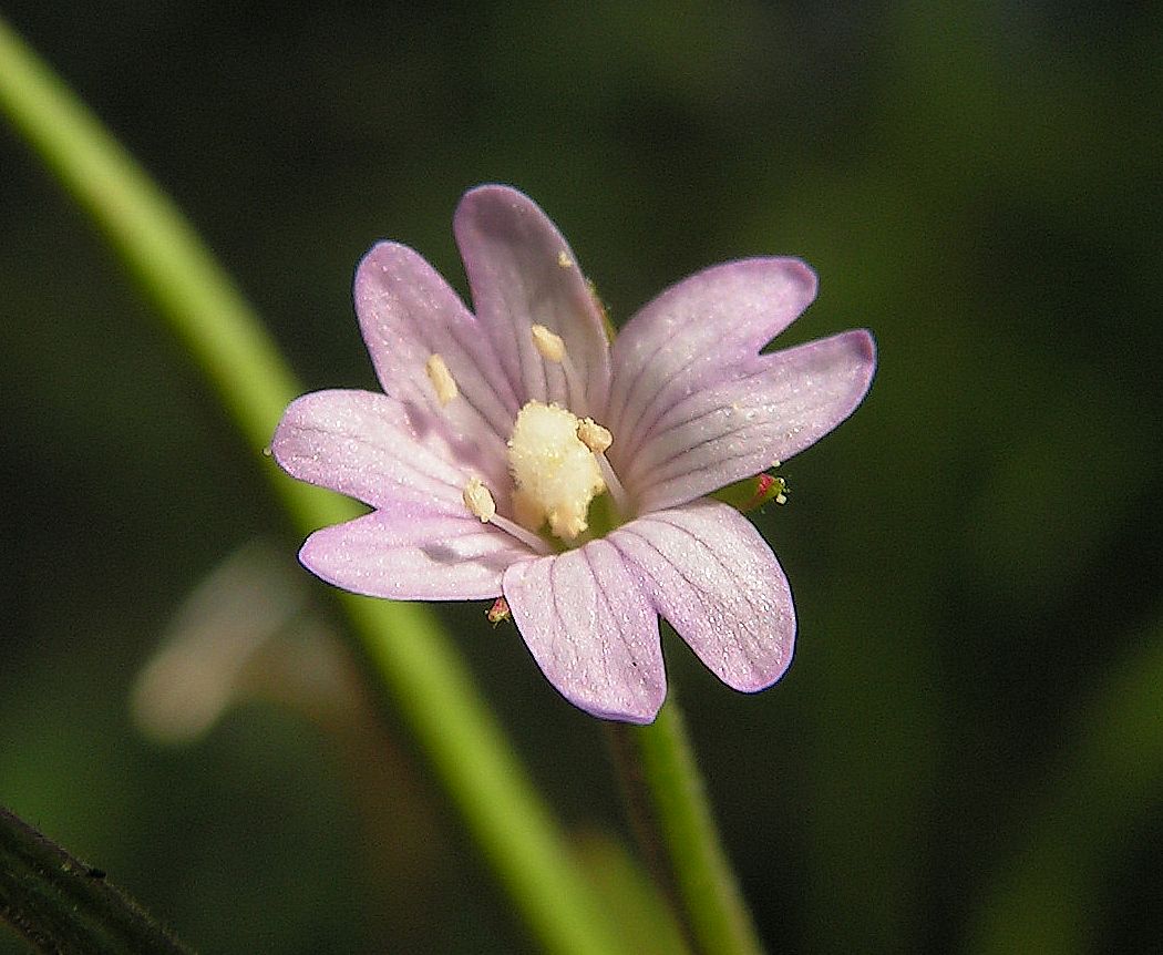 Изображение особи Epilobium maximowiczii.