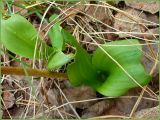 Platanthera bifolia. Прикорневые листья. Нижегородская обл., Первомайский р-н, Мордовский бор. 15 мая 2009 г.