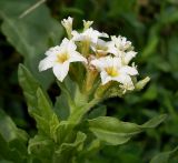 Argusia sibirica