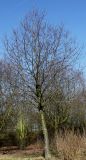 Cerasus avium. Взрослое дерево. Германия, г. Кемпен, в городском саду. 05.03.2013.