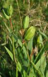 Iris setosa