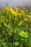 Hypecoum procumbens