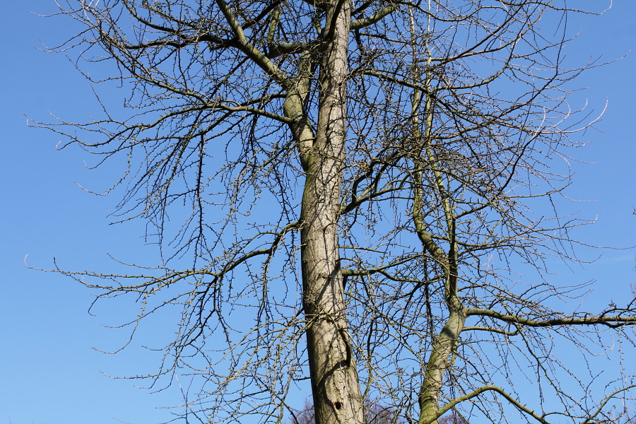 Image of Ginkgo biloba specimen.