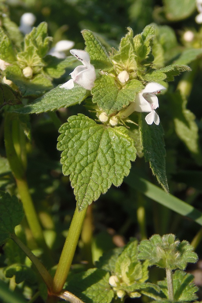 Изображение особи Lamium purpureum.