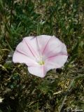 Convolvulus cantabrica