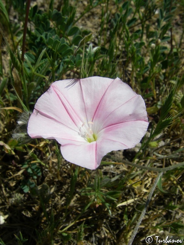 Изображение особи Convolvulus cantabrica.