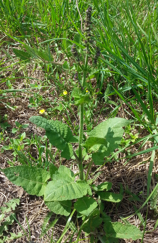 Изображение особи Salvia pratensis.