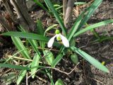 Galanthus plicatus. Цветущее растение. Ставропольский край, г. Кисловодск, усадьба Ярошенко. 27.03.2013.