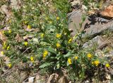 Alkanna orientalis