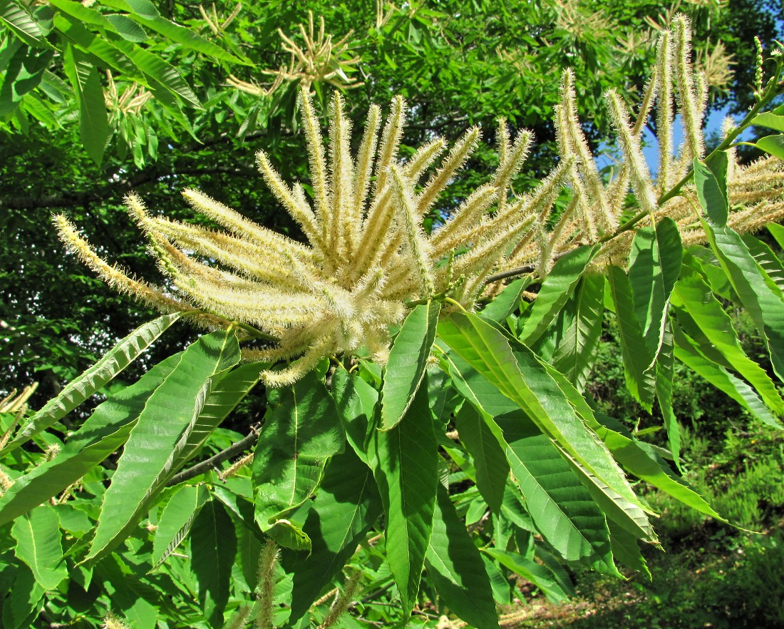 Image of Castanea sativa specimen.