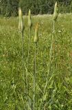 Tragopogon pratensis. Верхушка плодоносящего растения. Московская обл., Лотошинский р-н, окр. дер. Савостино. 12.06.2013.