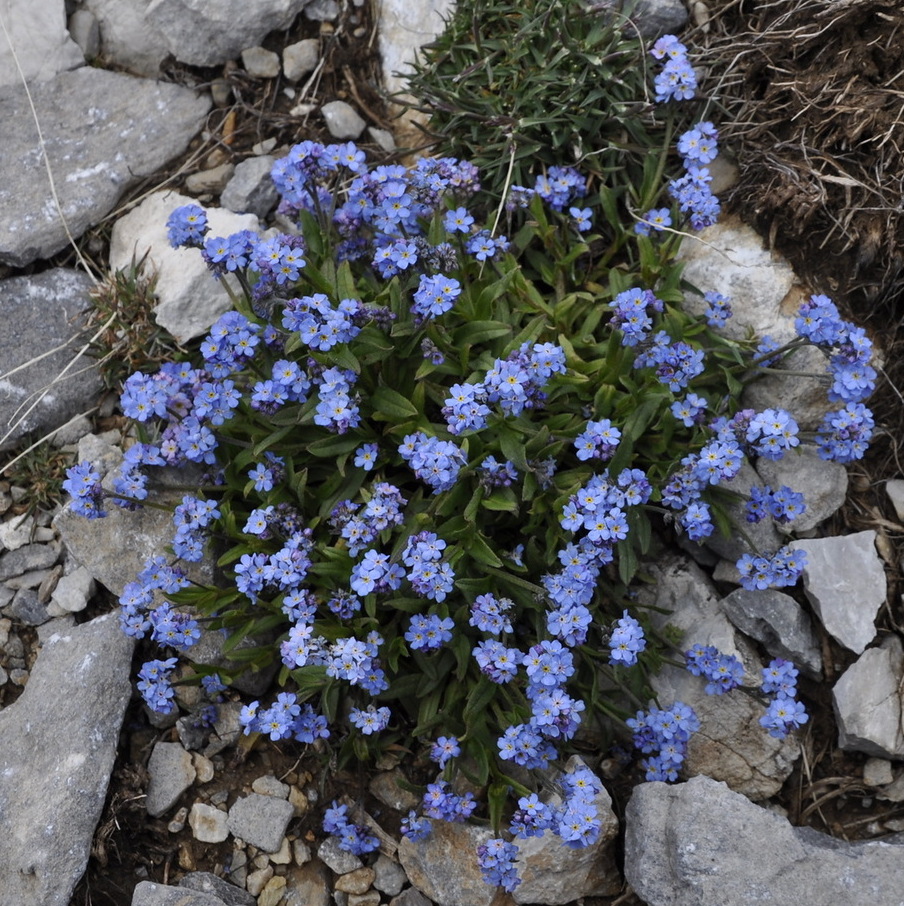 Image of Myosotis suaveolens specimen.