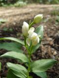 Cephalanthera damasonium. Верхушка цветущего растения. Крым, Ялта, ущелье Уч-Кош. 06.06.2009.