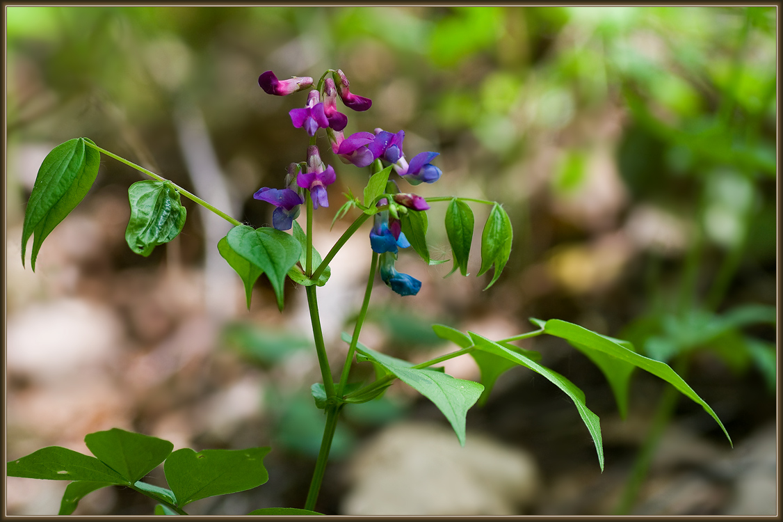 Изображение особи Lathyrus vernus.