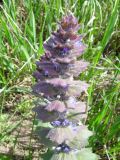 Ajuga orientalis