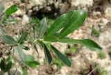 Salix recurvigemmata. Верхушка ветви. Архангельская обл., Холмогорский р-н, окр. пос. Усть-Пинега, обрыв р. Пинега, на обнажении горной породы. 15.07.2013.