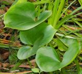 Calla palustris