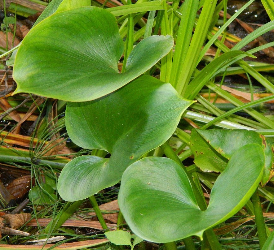 Изображение особи Calla palustris.