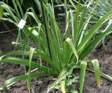 Eremurus himalaicus