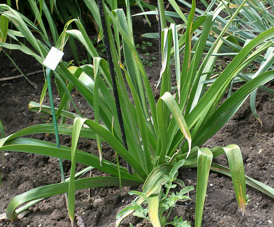 Изображение особи Eremurus himalaicus.
