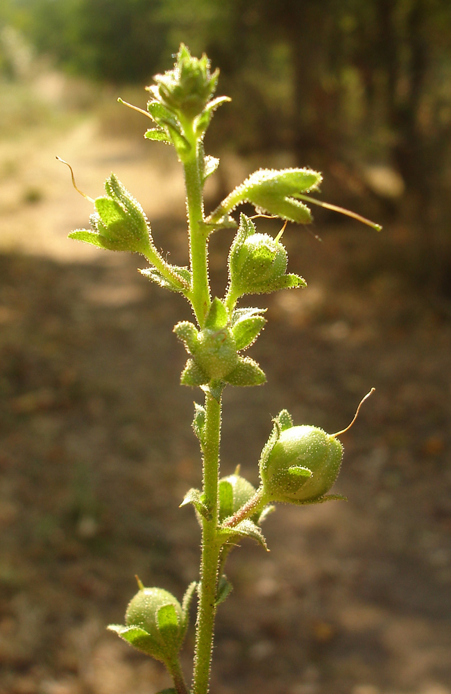 Image of Verbascum blattaria specimen.