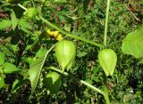 Physalis ixocarpa. Побеги цветущего и плодоносящего растения. Архангельская обл., Холмогорский р-н, окр. пос. Усть-Пинега, свалка. 28.08.2013.