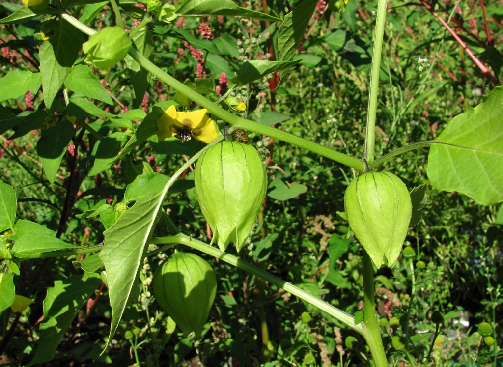 Изображение особи Physalis ixocarpa.