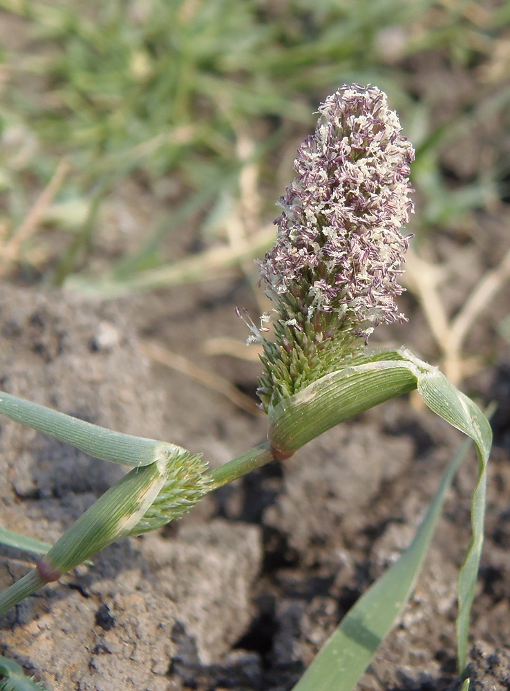 Изображение особи Crypsis schoenoides.