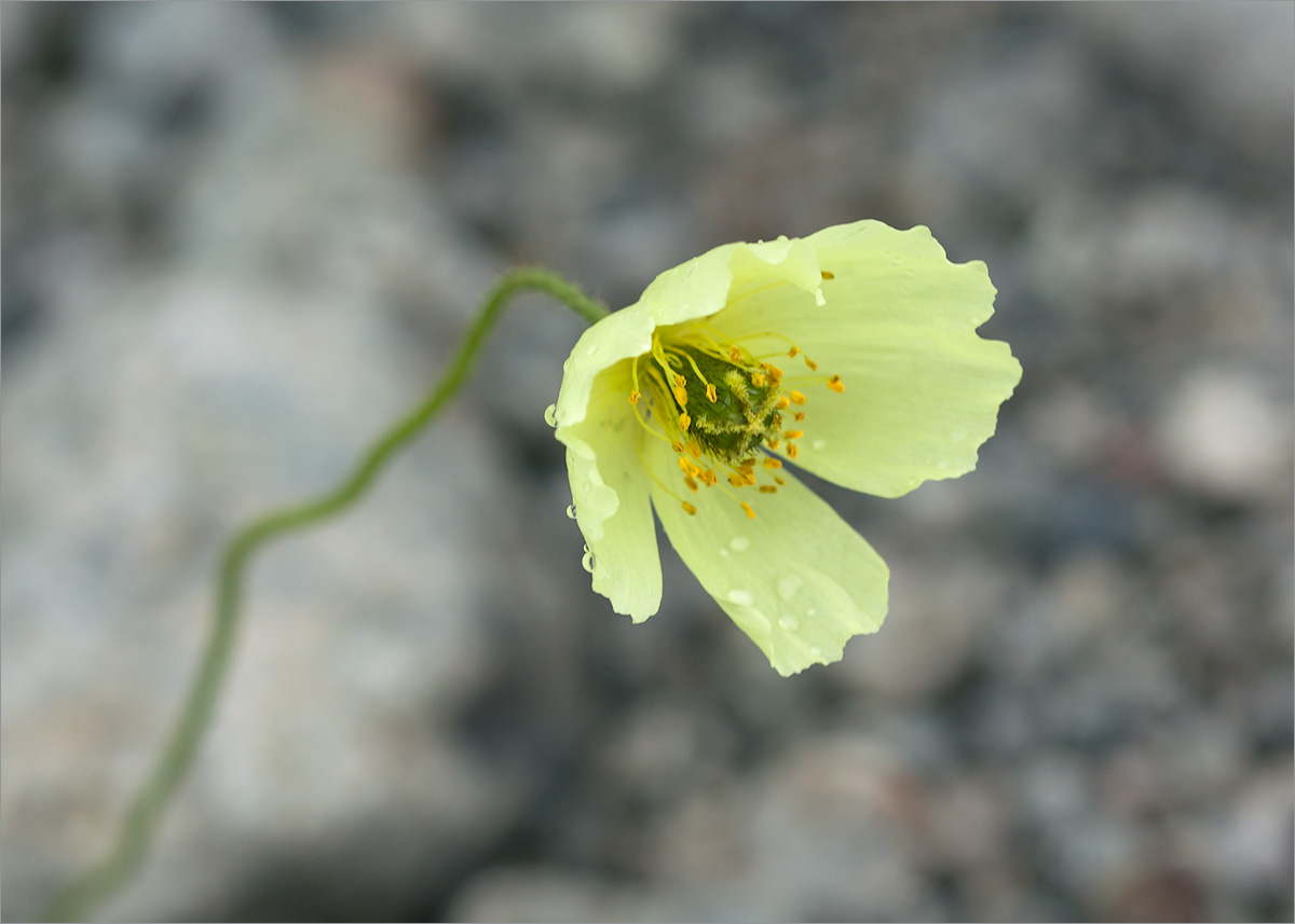 Image of Papaver lapponicum specimen.