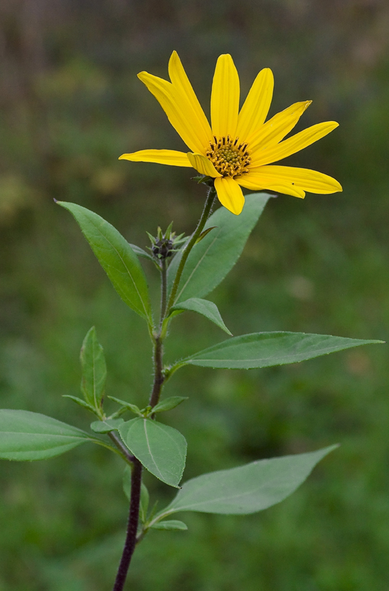 Изображение особи Helianthus tuberosus.