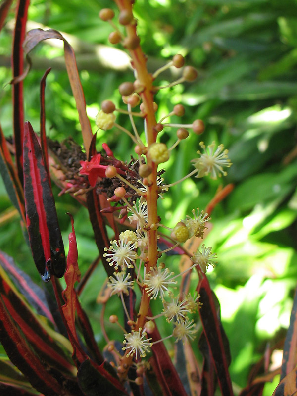 Image of Codiaeum variegatum specimen.