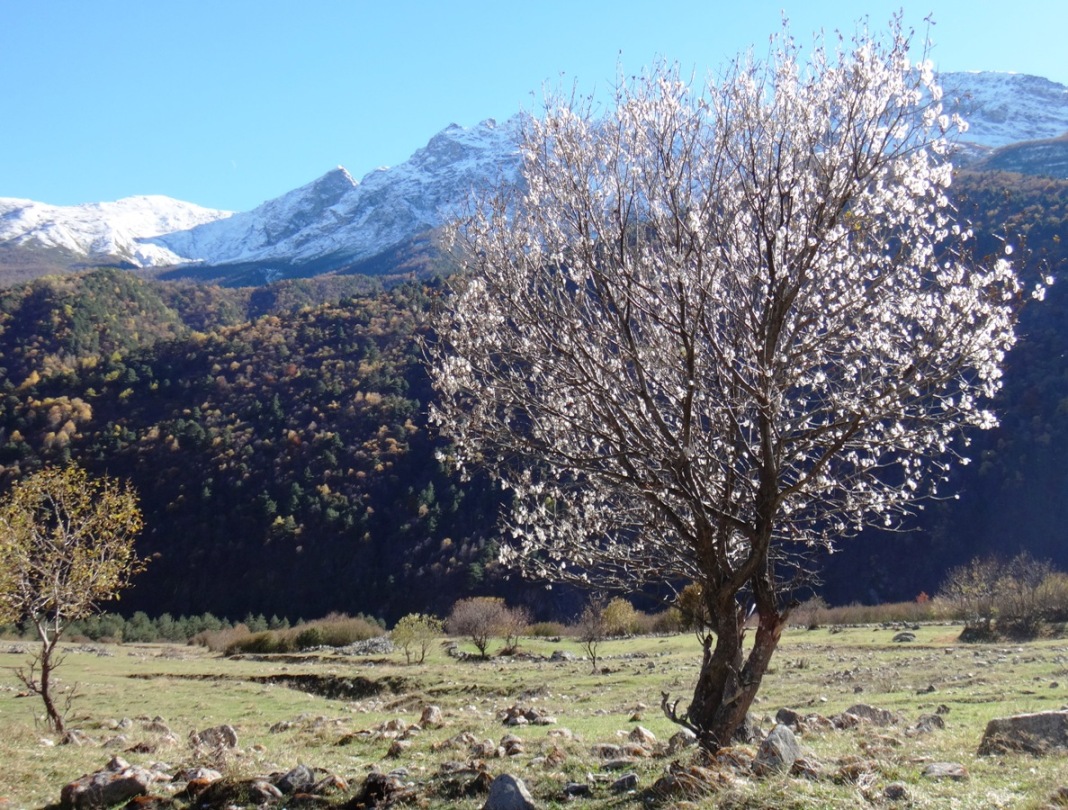 Изображение особи Salix pentandrifolia.