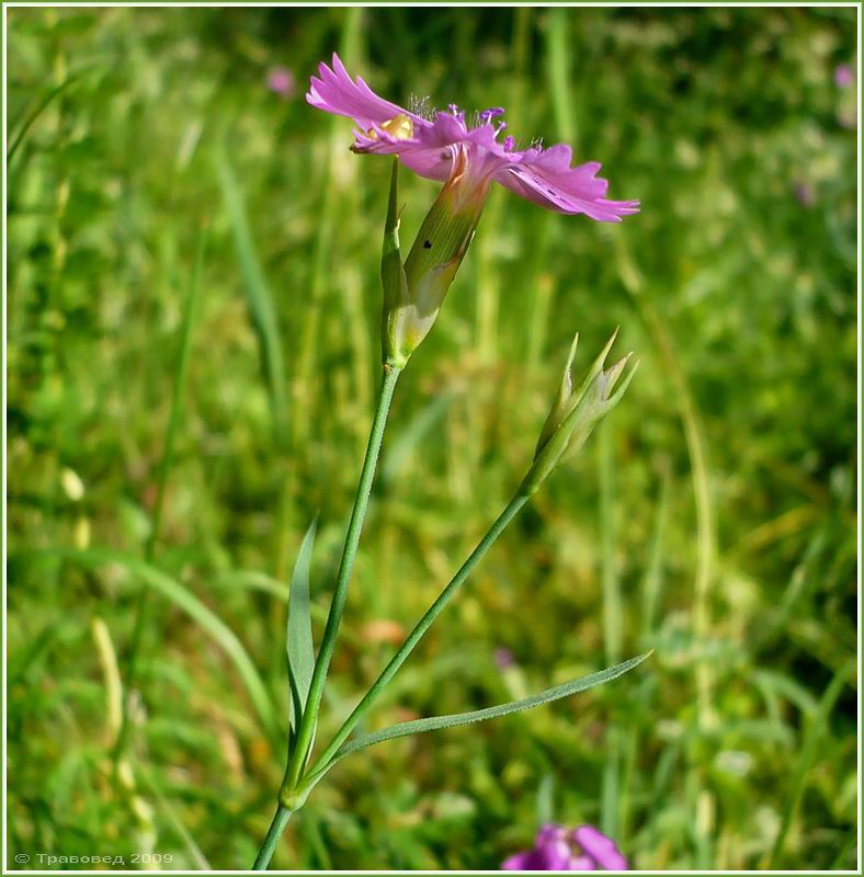 Изображение особи Dianthus versicolor.