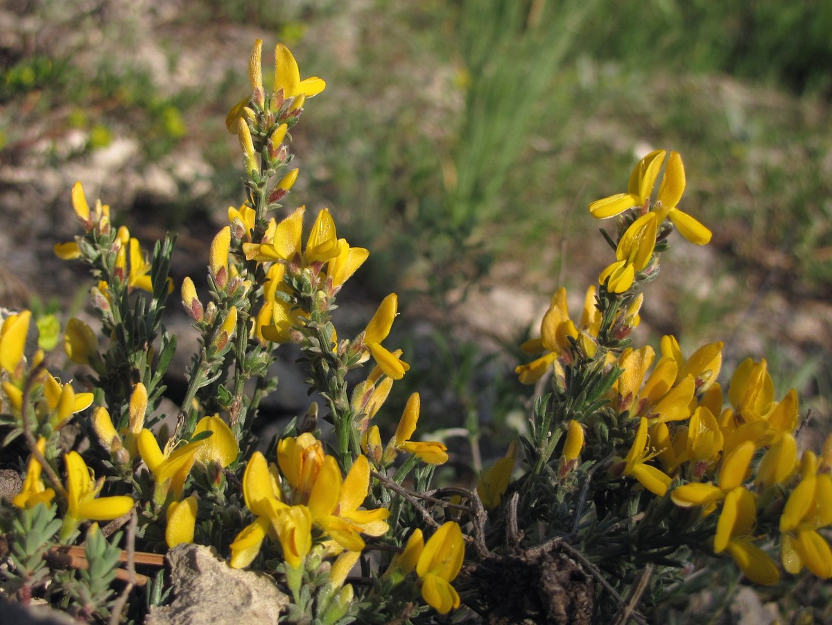 Image of Genista juzepczukii specimen.