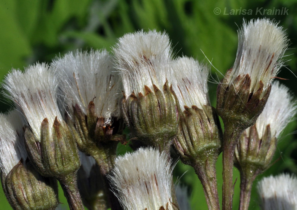 Изображение особи Petasites tatewakianus.