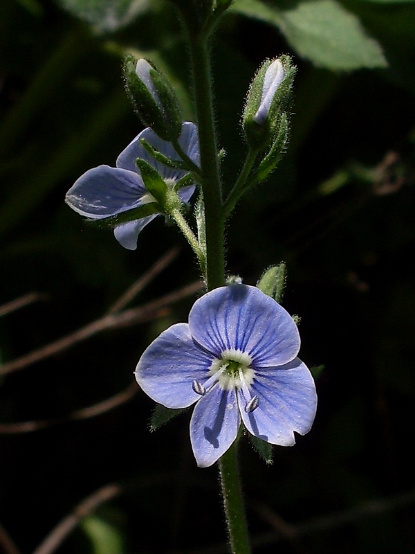 Image of Veronica vindobonensis specimen.