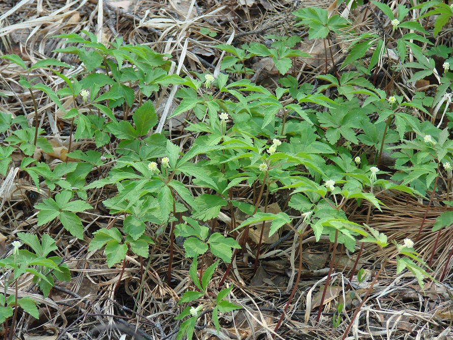 Изображение особи Anemone reflexa.